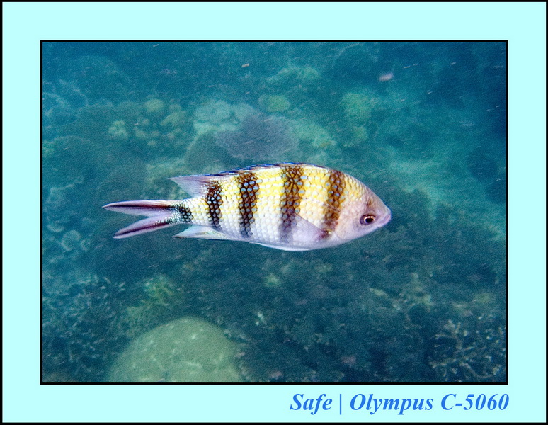 2006 - 07 - Tioman - Plongee Renggis island 04